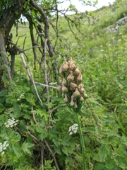 Allium siculum dioscoridis