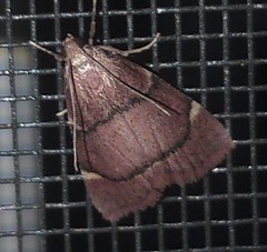 Hypsopygia thymetusalis