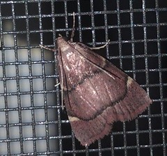 Hypsopygia thymetusalis