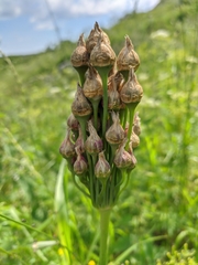Allium siculum dioscoridis