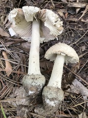 Amanita pelioma