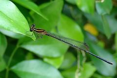 Prodasineura autumnalis