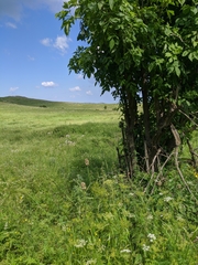 Allium siculum dioscoridis