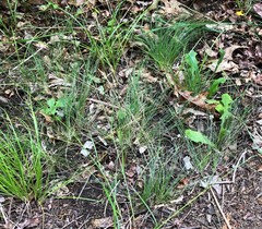 Festuca filiformis