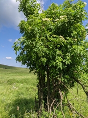 Allium siculum dioscoridis