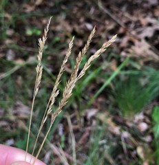 Festuca filiformis