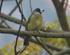 Spizixos semitorques