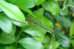 Prodasineura autumnalis