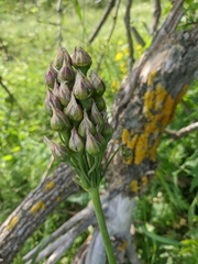 Allium siculum dioscoridis