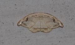 Callidrepana gelidata