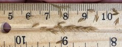 Festuca filiformis