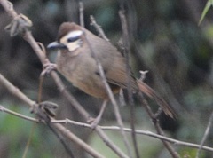 Pterorhinus sannio