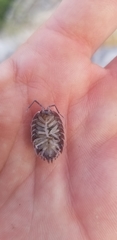 Porcellio obsoletus