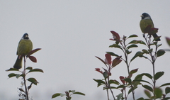 Spizixos semitorques