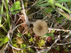 Arrhenia sphagnicola