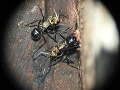 Polyrhachis semiaurata