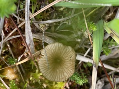 Arrhenia sphagnicola