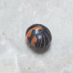 Glomeris pulchra