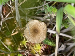 Arrhenia sphagnicola