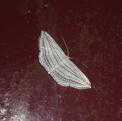 Scopula opicata