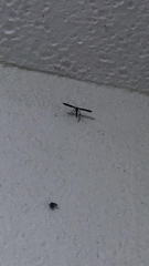 Ocyptamus fuscipennis