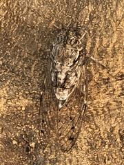 Cicada mordoganensis