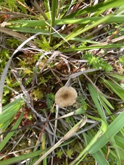 Arrhenia sphagnicola