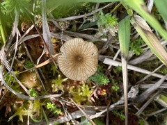 Arrhenia sphagnicola