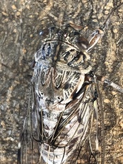 Cicada mordoganensis