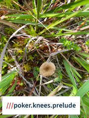 Arrhenia sphagnicola