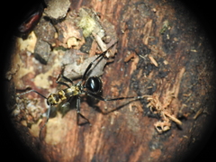 Polyrhachis semiaurata