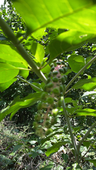 Phytolacca americana