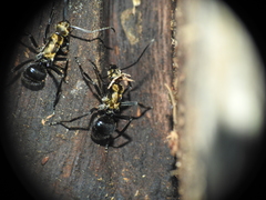 Polyrhachis semiaurata