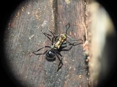 Polyrhachis semiaurata