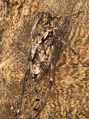 Cicada mordoganensis