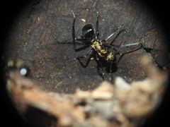 Polyrhachis semiaurata
