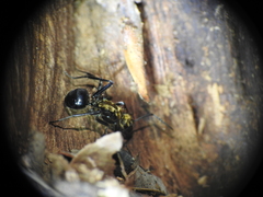 Polyrhachis semiaurata
