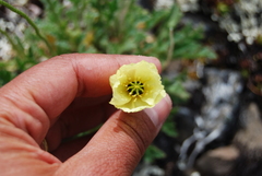 Papaver radicatum kluanense