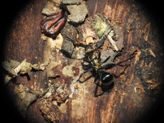 Polyrhachis semiaurata
