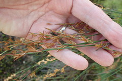 Platycaulos compressus