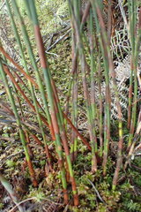 Platycaulos compressus