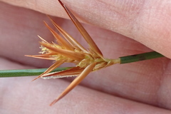 Platycaulos compressus