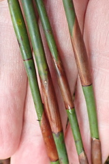 Platycaulos compressus