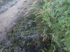 Platycaulos compressus