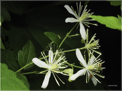 Ebrechtella pseudovatia