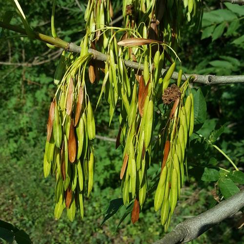 Paprastasis uosis nuotrauka