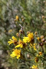 Anstenoptilia