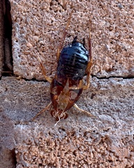 Blattodea