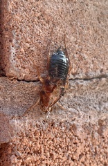 Blattodea