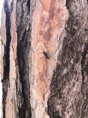 Camponotus vagus